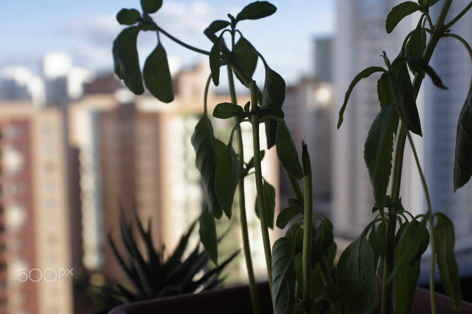 Sony Alpha DSLR-A580 sample photo. Basil photography