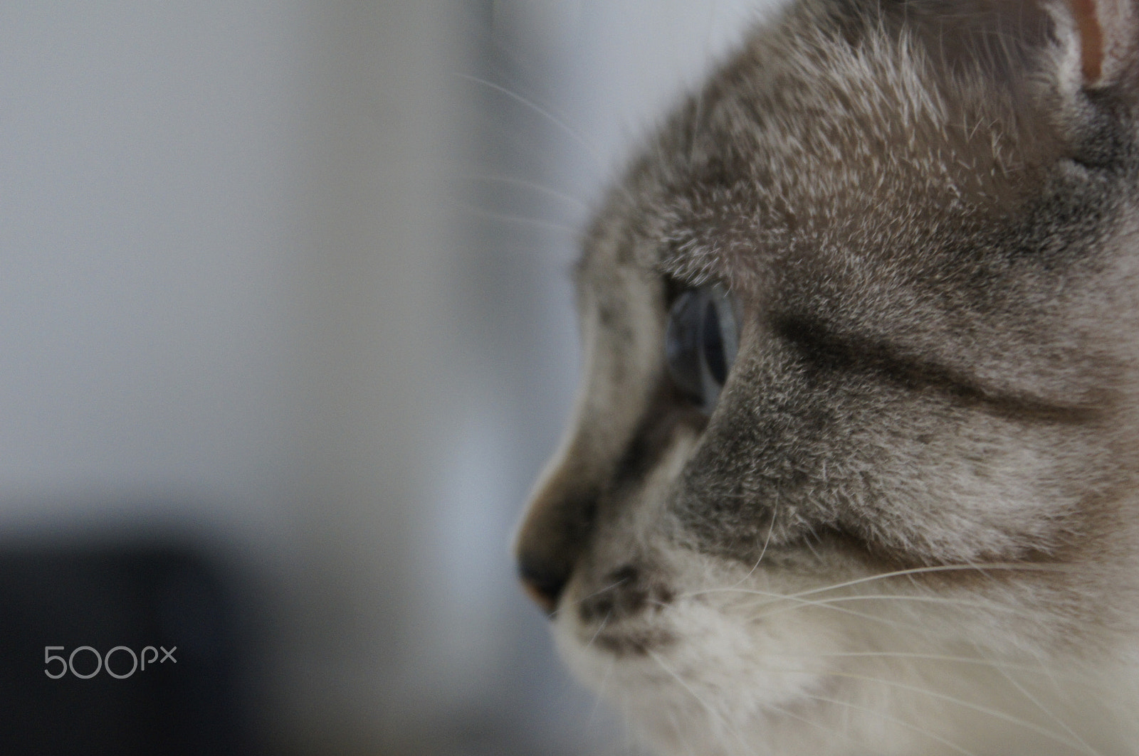 Sony Alpha DSLR-A580 sample photo. I have lens! photography