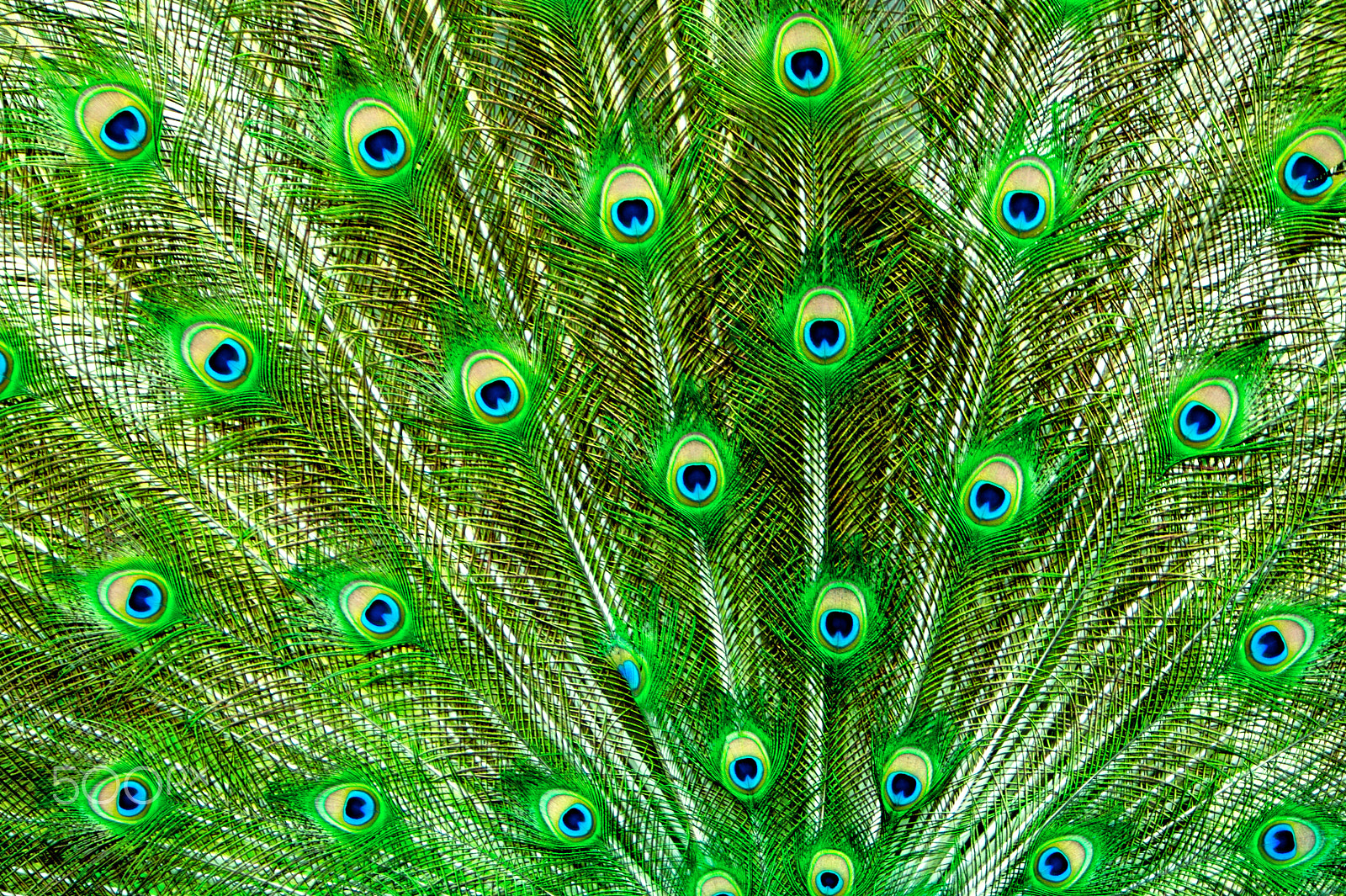 Canon EOS 5D + Canon EF 70-200mm F2.8L IS USM sample photo. Peacock feathers photography