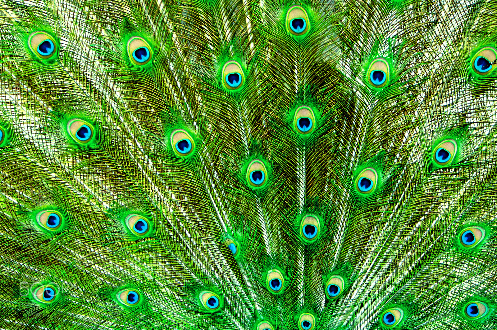 Canon EF 70-200mm F2.8L IS USM sample photo. Peacock feathers photography