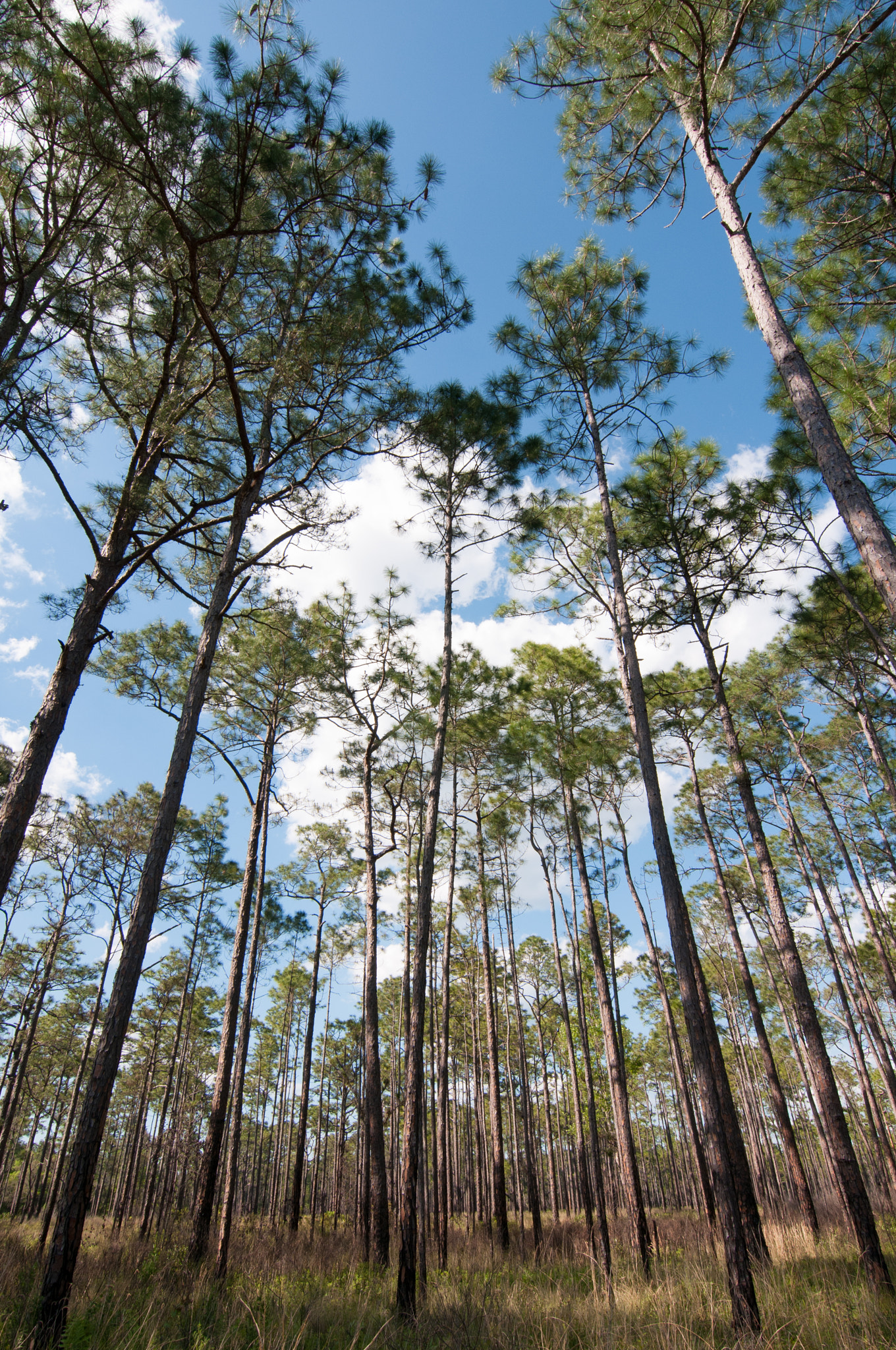 Nikon D300 + Tokina AT-X Pro 11-16mm F2.8 DX II sample photo. Tall pines and blue skies photography