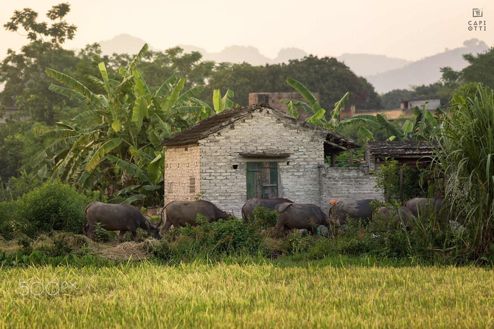 Nikon D810 + AF Nikkor 180mm f/2.8 IF-ED sample photo. Ninh binh photography