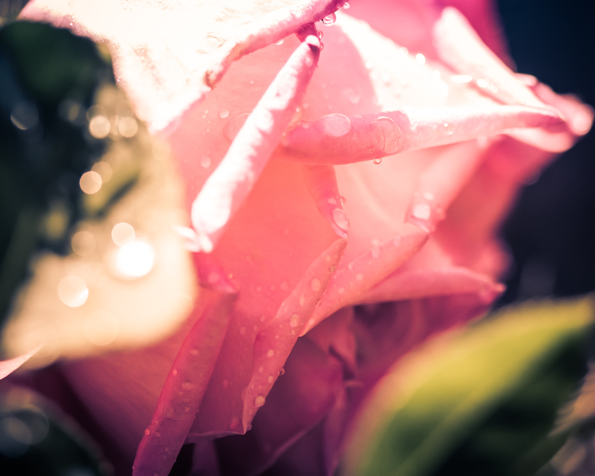 Canon EOS 450D (EOS Rebel XSi / EOS Kiss X2) sample photo. Rose #1 photography