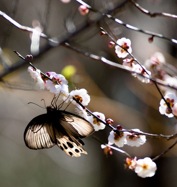 Canon EOS-1Ds Mark III + Canon EF 400mm F5.6L USM sample photo. Butterfly photography