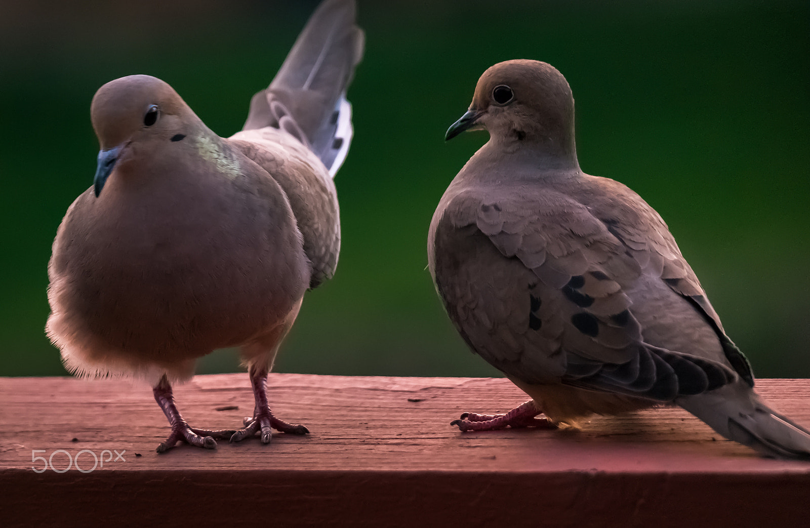 Samsung NX30 + Samsung NX 50-200mm F4-5.6 ED OIS sample photo. Cute!! aren't they? photography