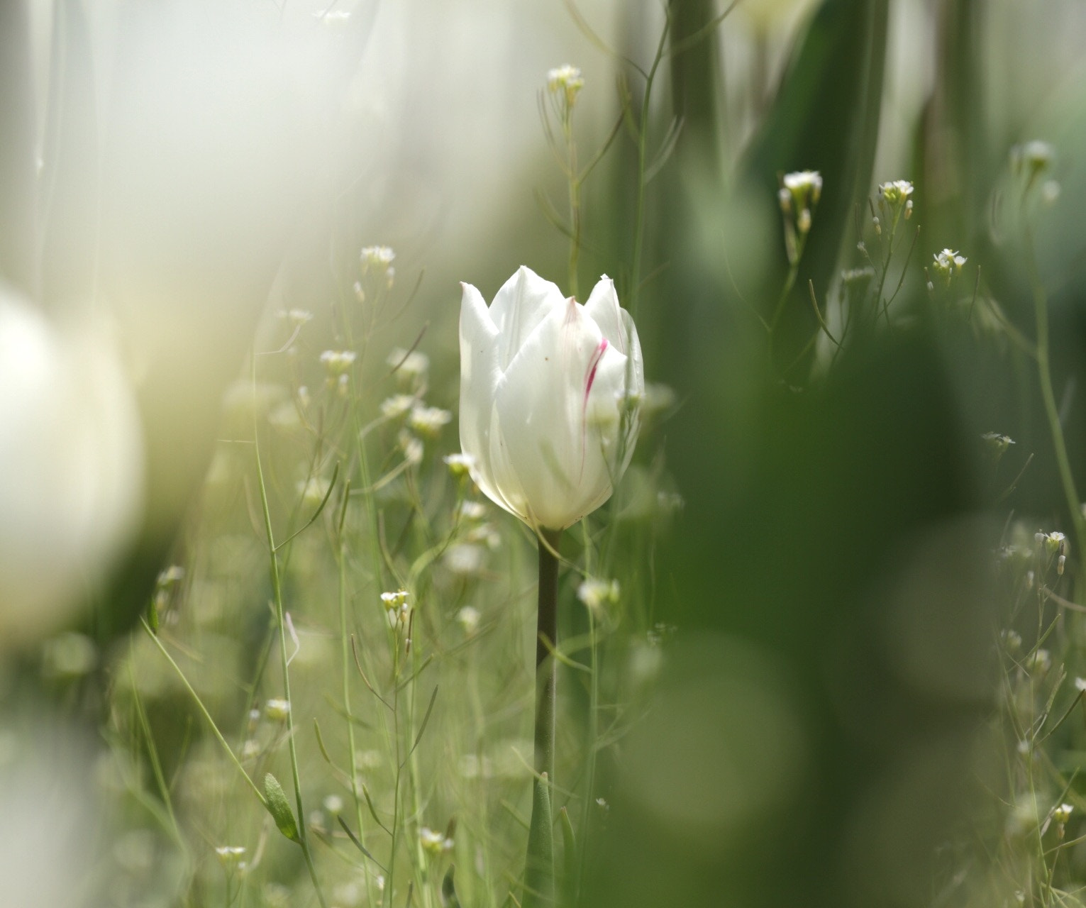 Canon EF 180mm F3.5L Macro USM sample photo