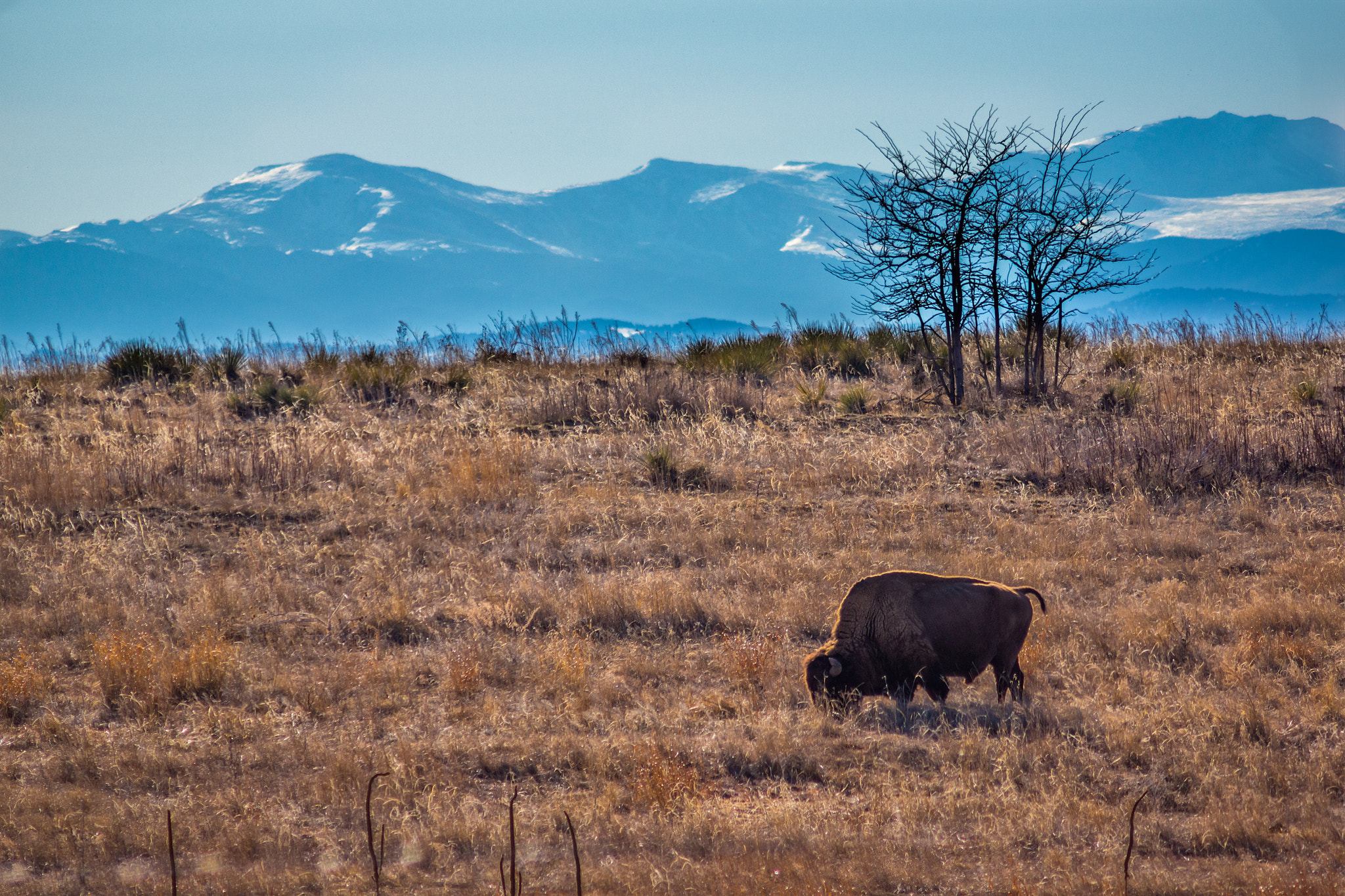 Sony 75-300mm F4.5-5.6 sample photo. A lone bison grazes photography