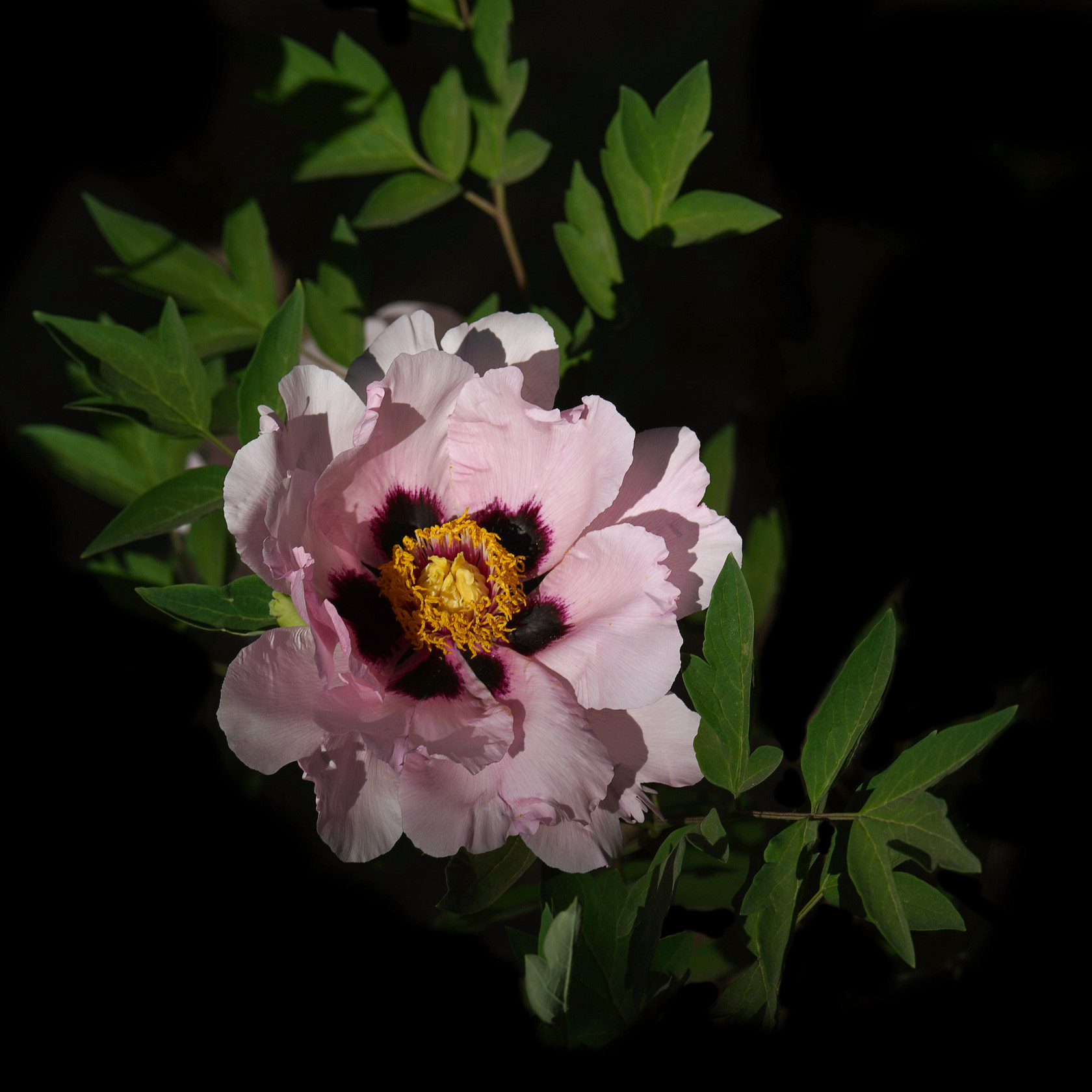 Sony 70-400mm F4-5.6 G SSM II sample photo. 【原摄】牡丹花开 photography