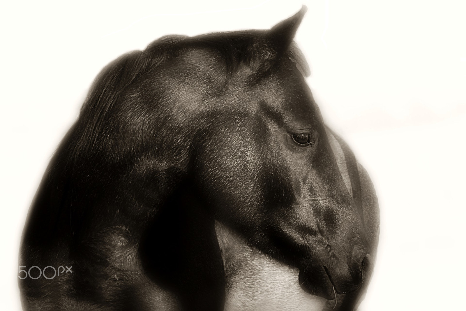 Canon EF-S 18-55mm F3.5-5.6 sample photo. Black horse lover photography