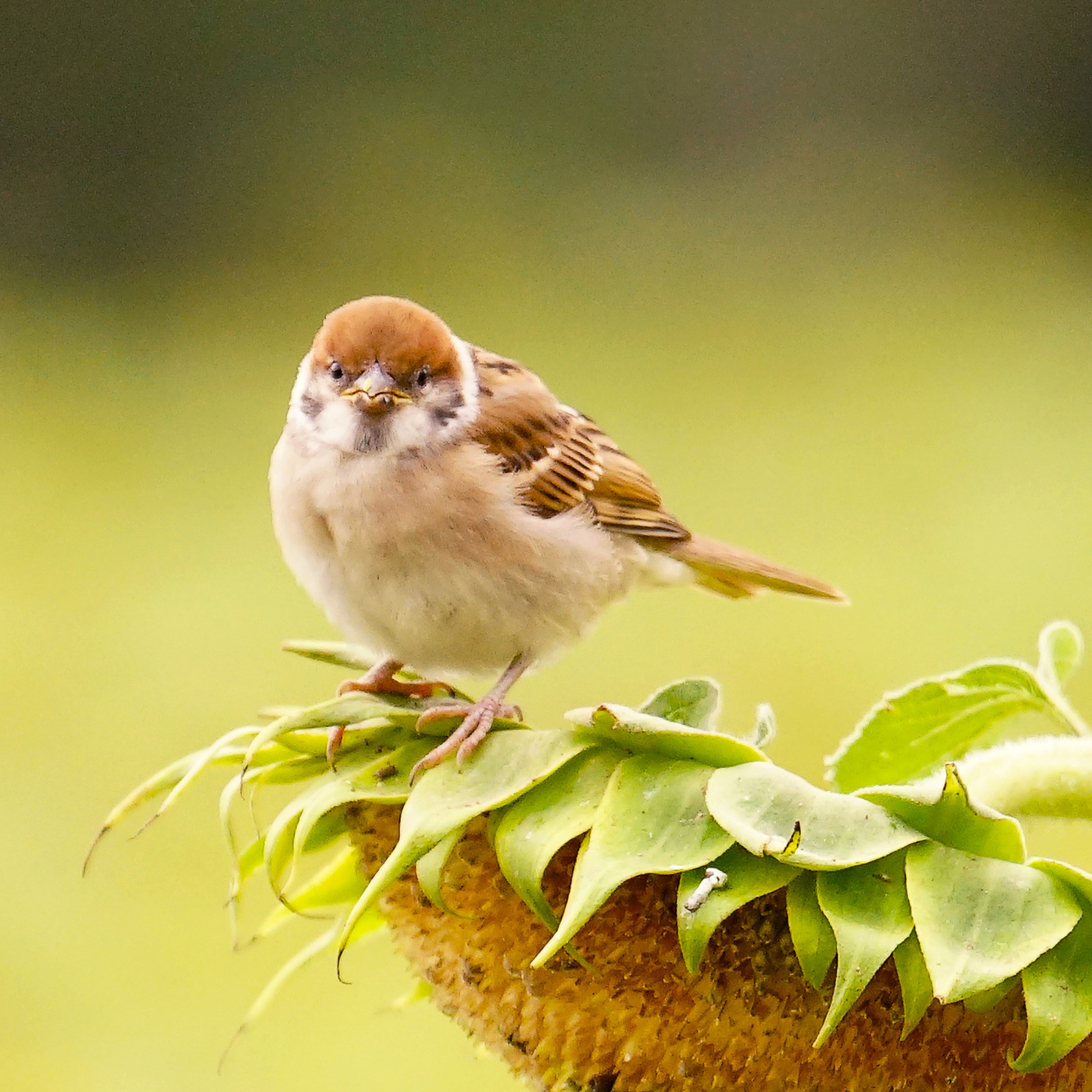 Sony 70-400mm F4-5.6 G SSM II sample photo. 【原摄】直对镜头的表情 photography