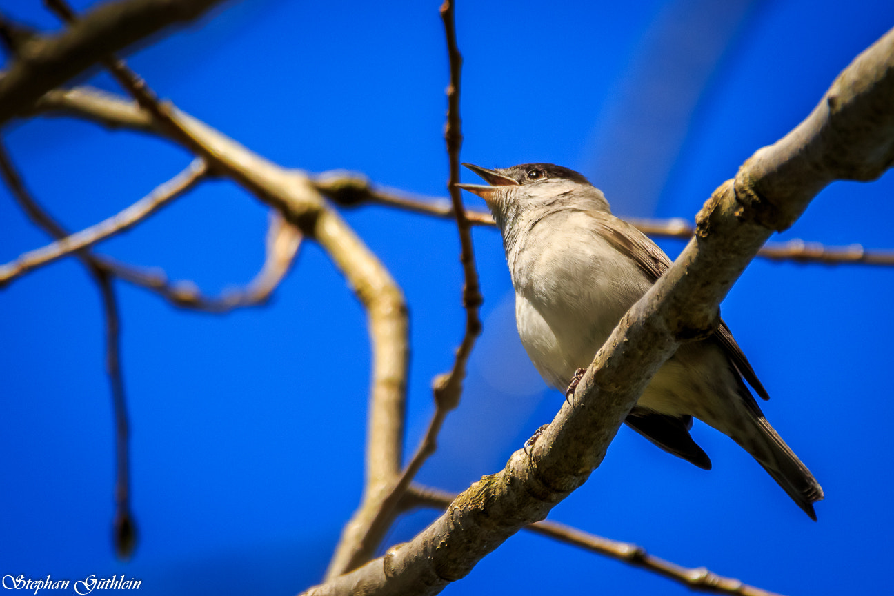 Sigma 150-600mm F5-6.3 DG OS HSM | C sample photo. Spring is, when the blackcap sings. photography