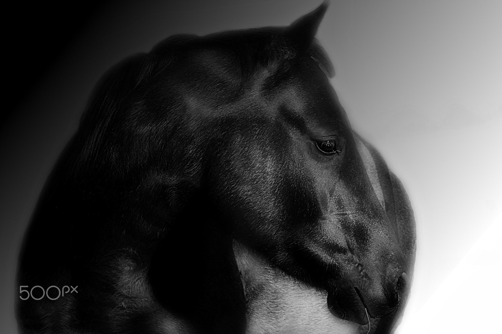 Canon EF-S 18-55mm F3.5-5.6 sample photo. Horselover photography
