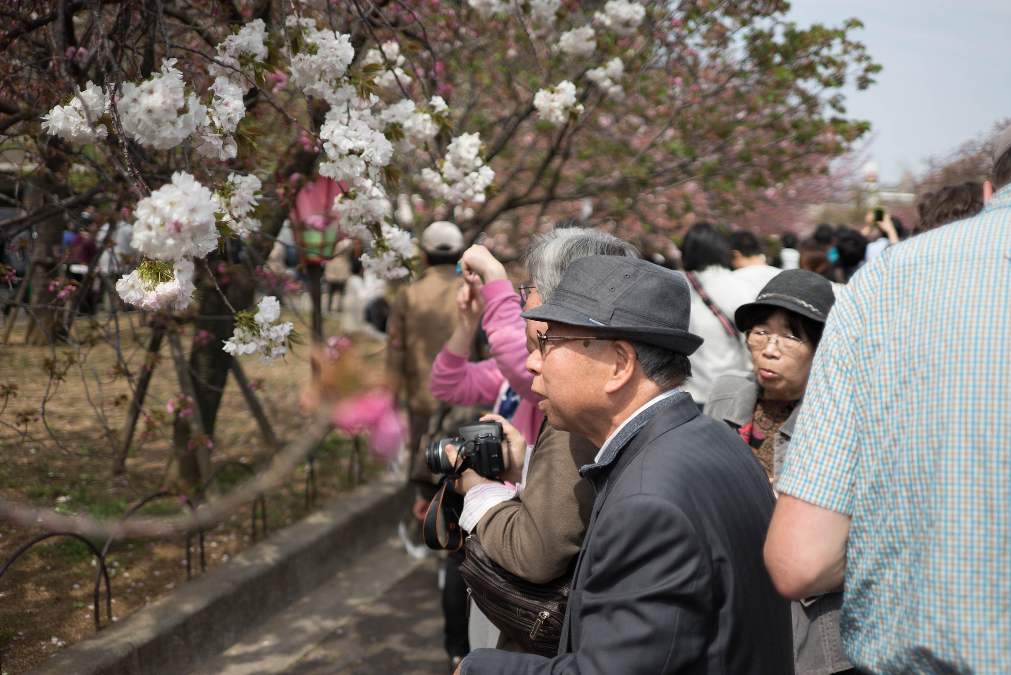 E 35mm F2 sample photo. Osaka cherry blossom season photography