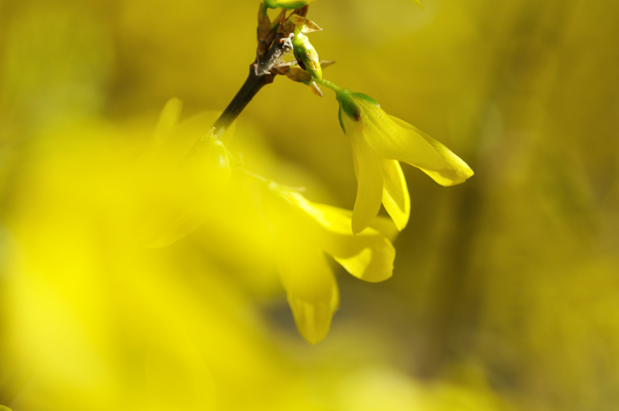 ZEISS Makro-Planar T* 100mm F2 sample photo. Yellow flower photography