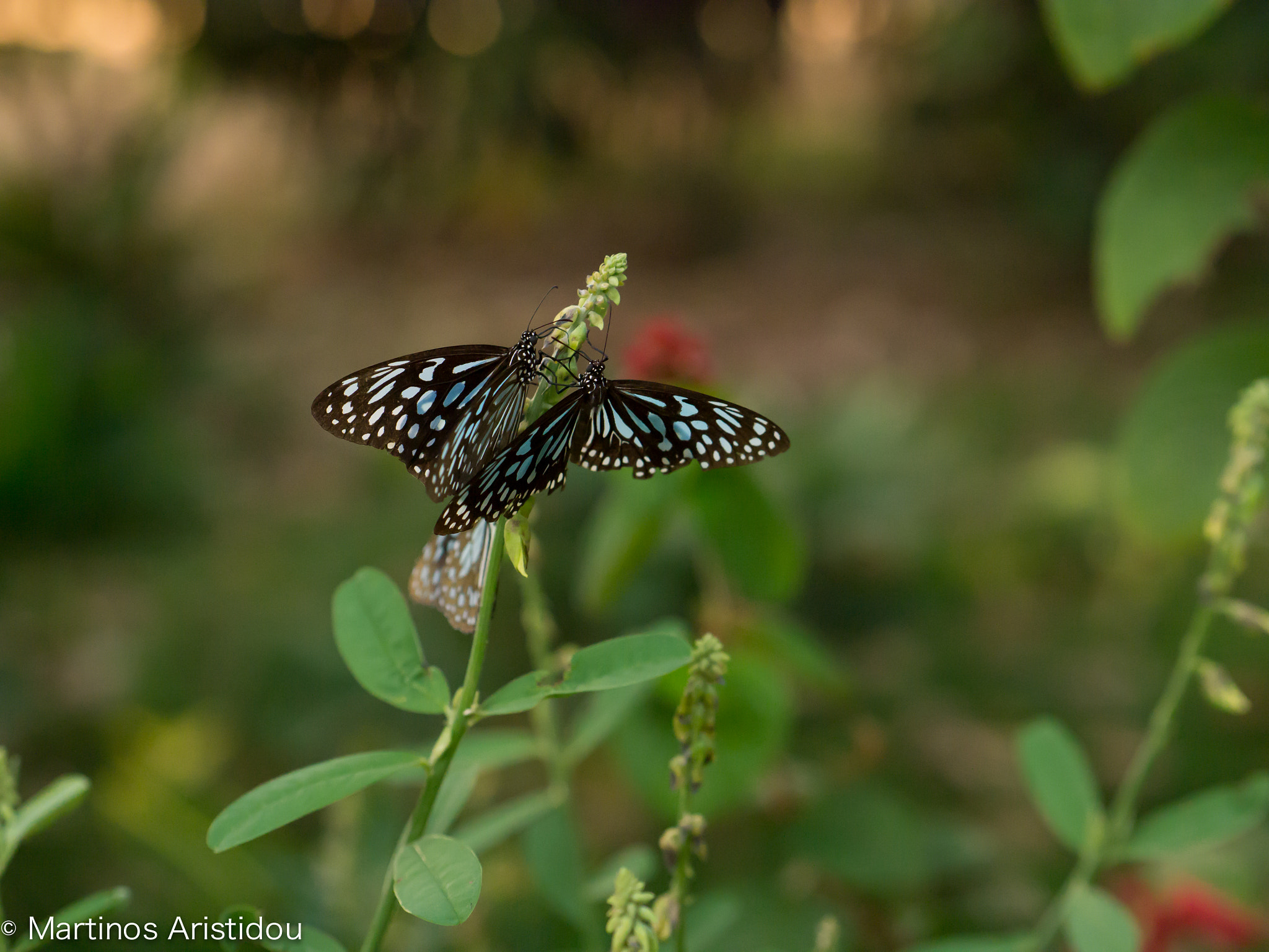 Panasonic Leica DG Nocticron 42.5mm F1.2 ASPH OIS sample photo. P1200365-2.jpg photography