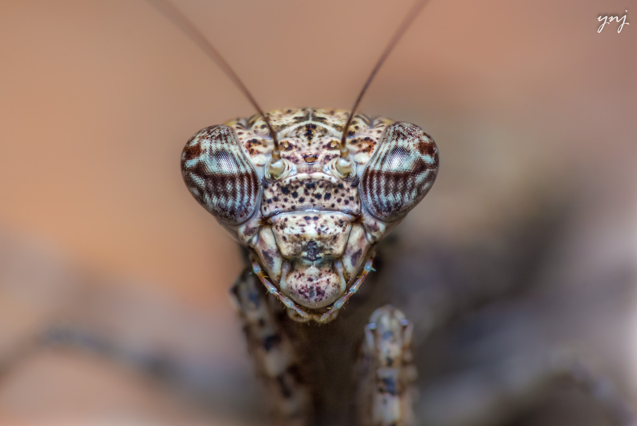 Sigma 70-300mm F4-5.6 APO DG Macro sample photo. Dude photography