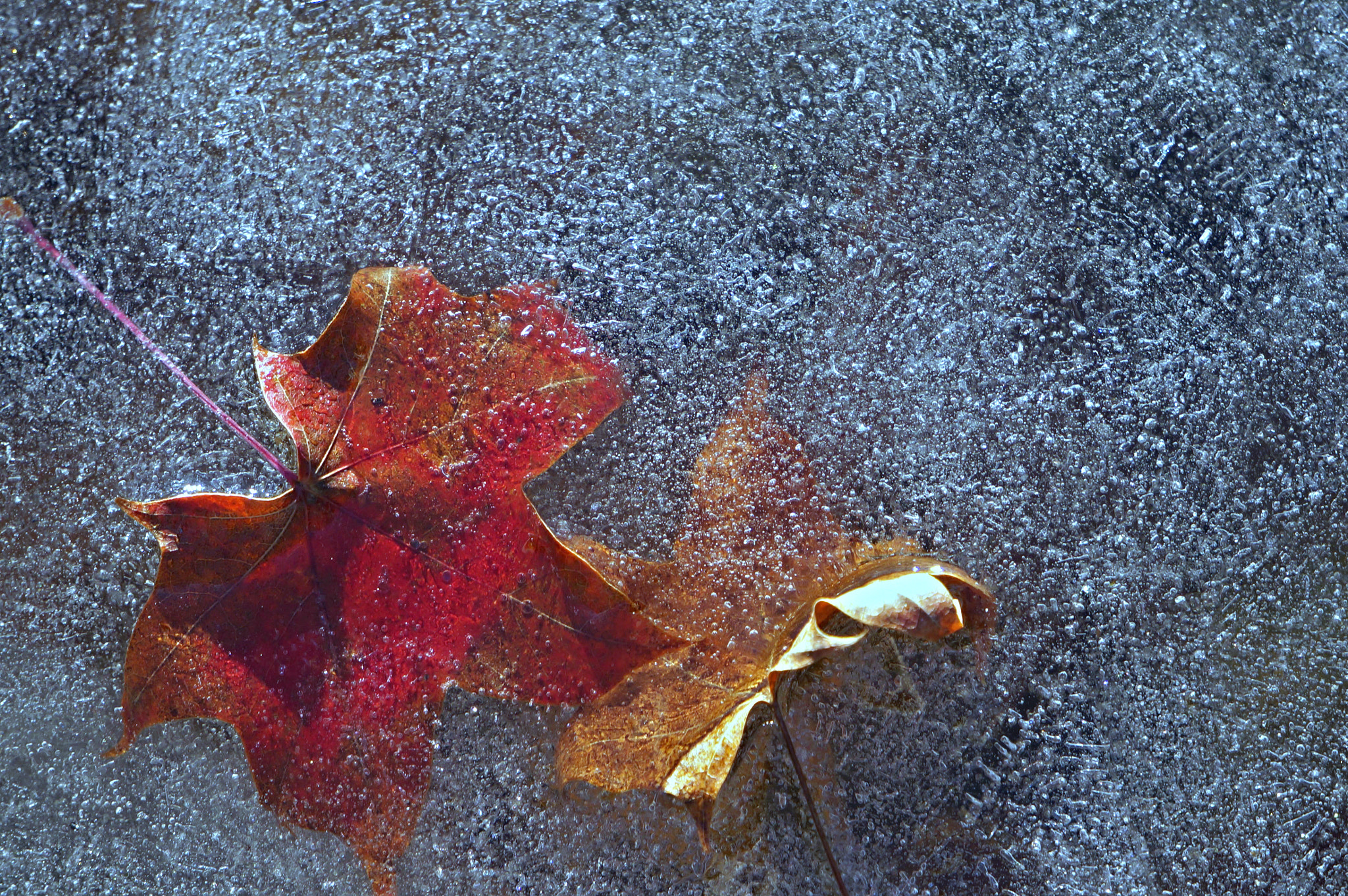 Sony Alpha NEX-F3 + Sony E 55-210mm F4.5-6.3 OSS sample photo. Frozen maple leaves photography