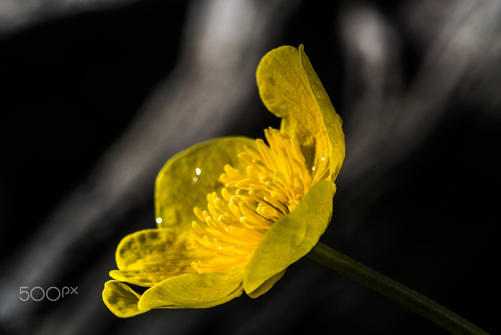 Nikon 1 V1 sample photo. So close photography