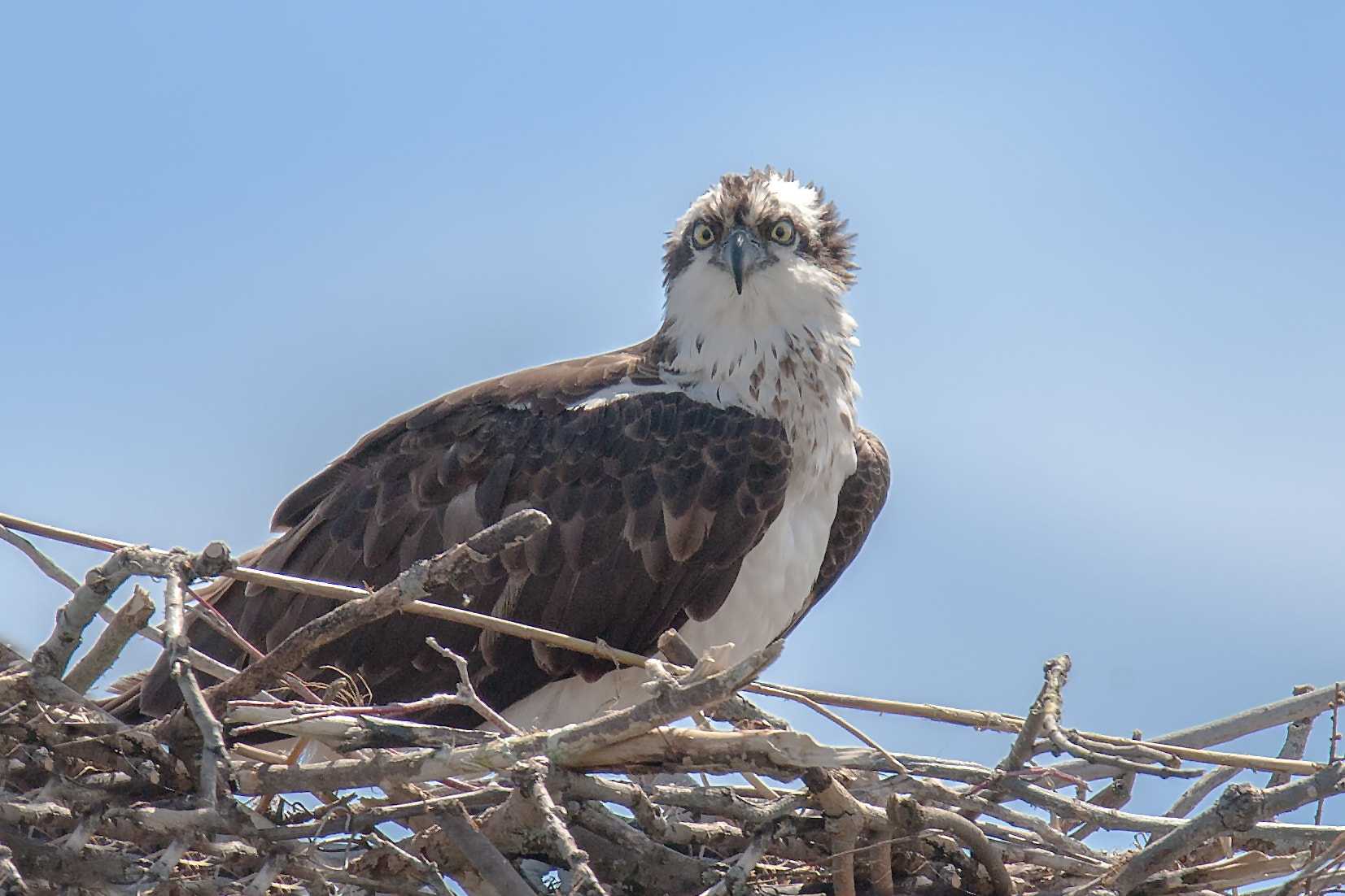 Canon EOS-1D Mark III + Tamron SP 150-600mm F5-6.3 Di VC USD sample photo. Osprey at nest photography