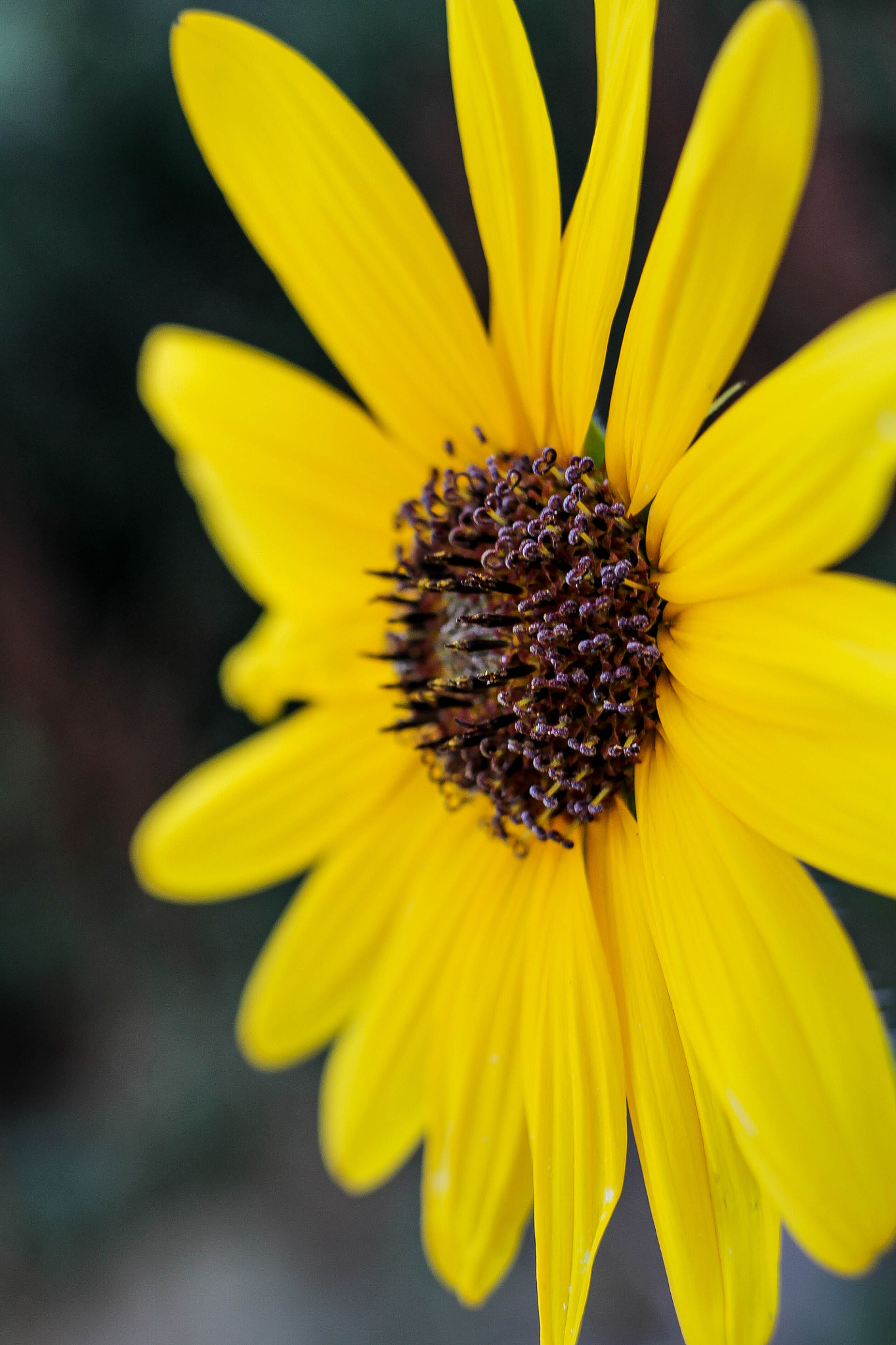 Canon EF 35mm F2 IS USM sample photo. Sunflower photography