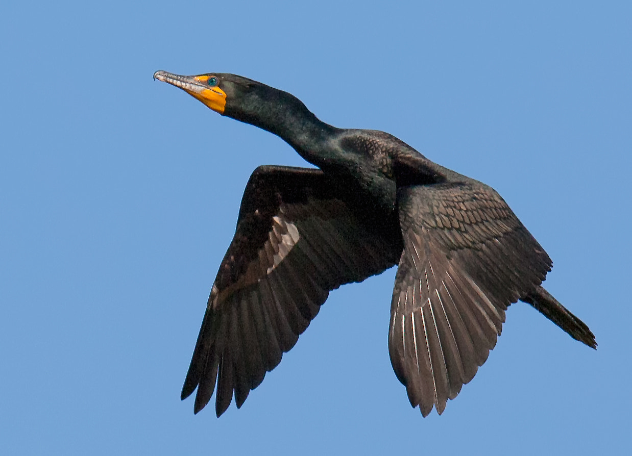 Canon EOS-1D Mark III sample photo. Cormorant photography