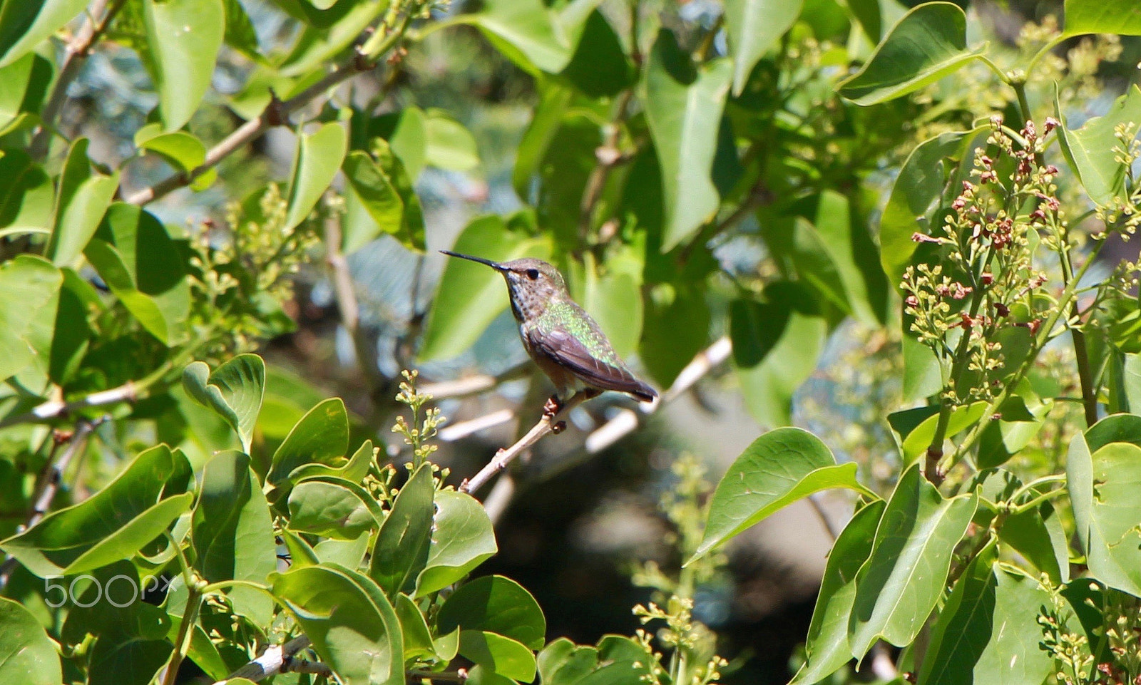 Canon EF-S 18-135mm F3.5-5.6 IS STM sample photo. Green hummingbird photography