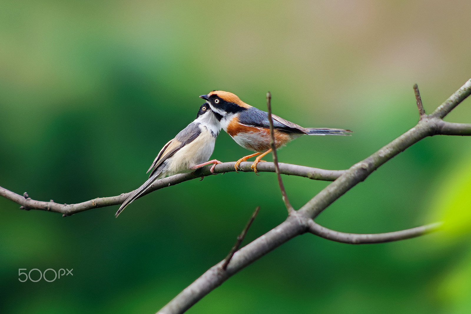 smc PENTAX-DA L 55-300mm F4-5.8 ED sample photo. Whisper photography