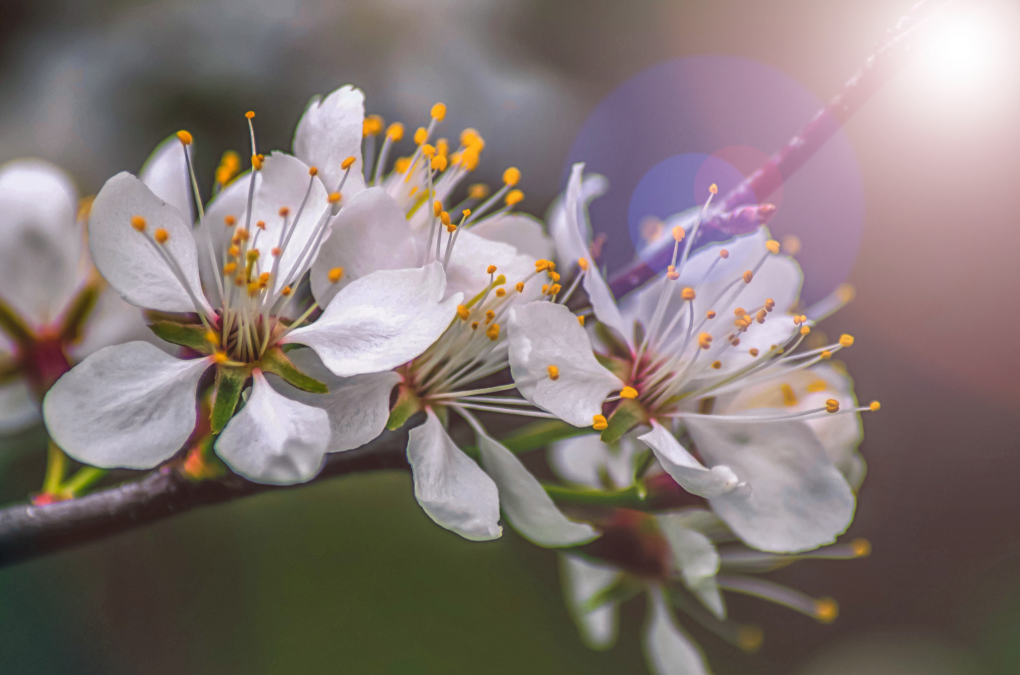 Tamron AF 70-300mm F4-5.6 Di LD Macro sample photo. Shining blossom morning photography