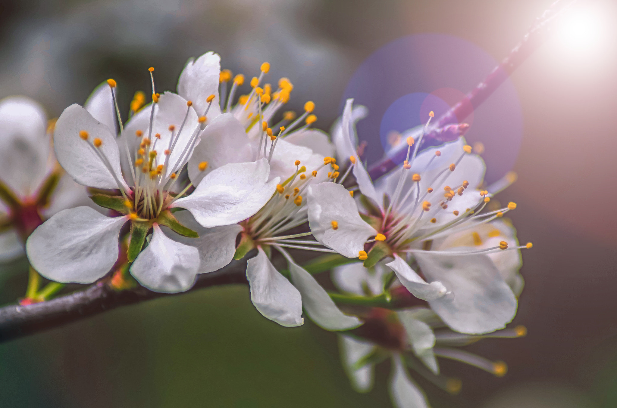 Pentax K-5 IIs + Tamron AF 70-300mm F4-5.6 Di LD Macro sample photo. Shining blossom morning photography