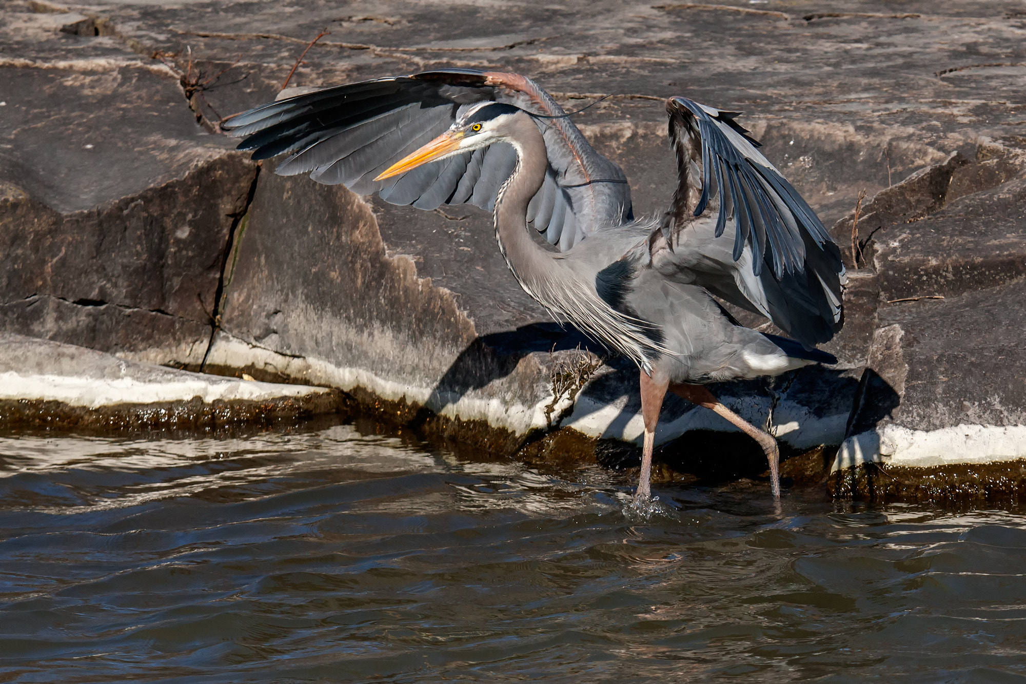 Canon EOS-1D Mark III sample photo. Great heron -1-2016 photography