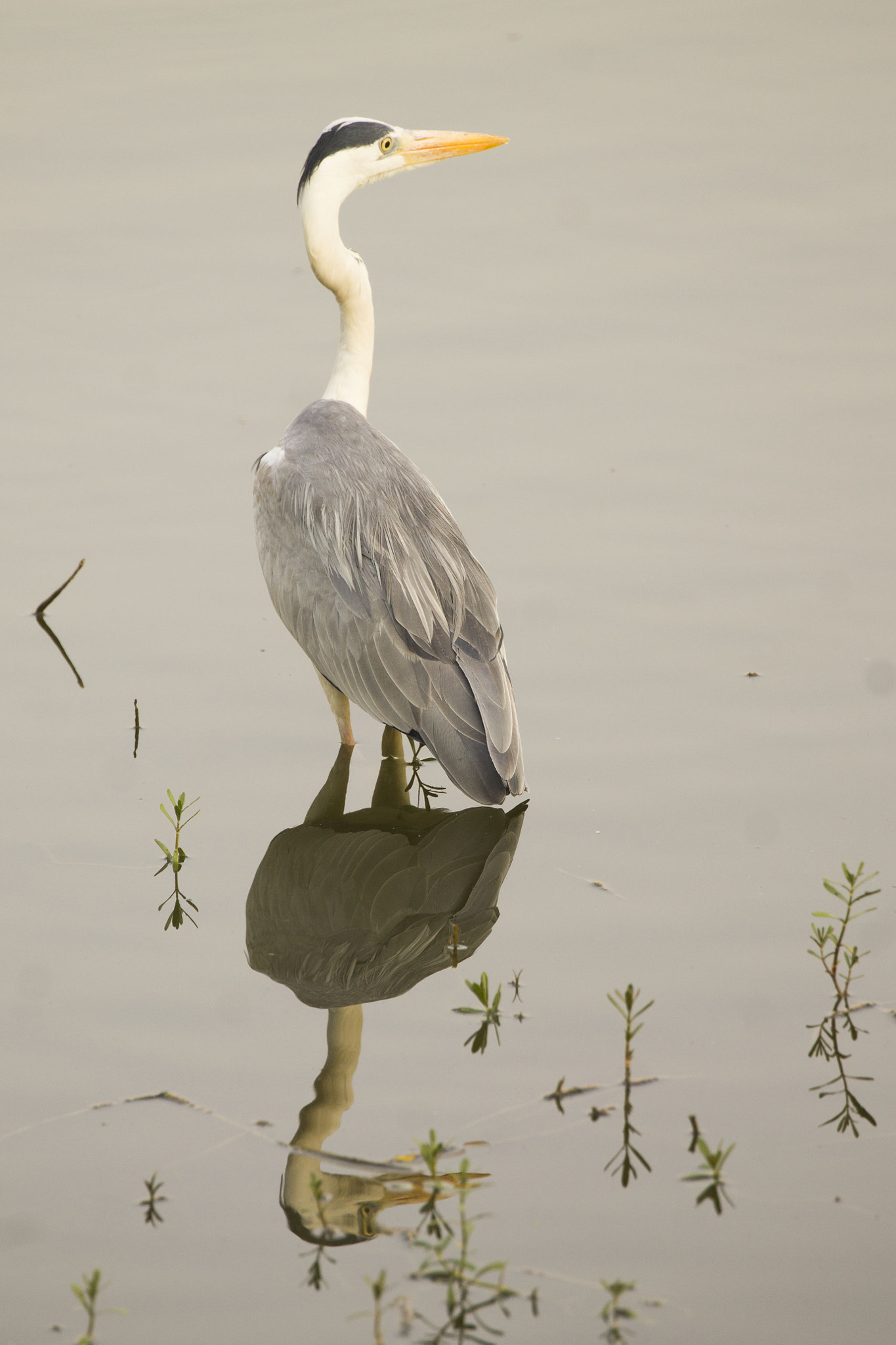 Canon EF 100-400mm F4.5-5.6L IS II USM sample photo. Back pose with reflection photography