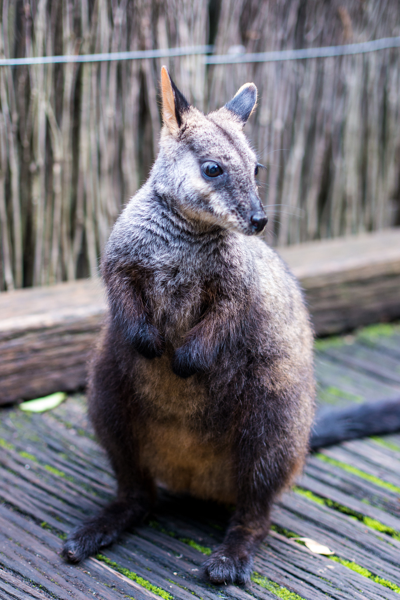 Panasonic Lumix DMC-G5 + Olympus M.Zuiko Digital 45mm F1.8 sample photo. Wallaby photography