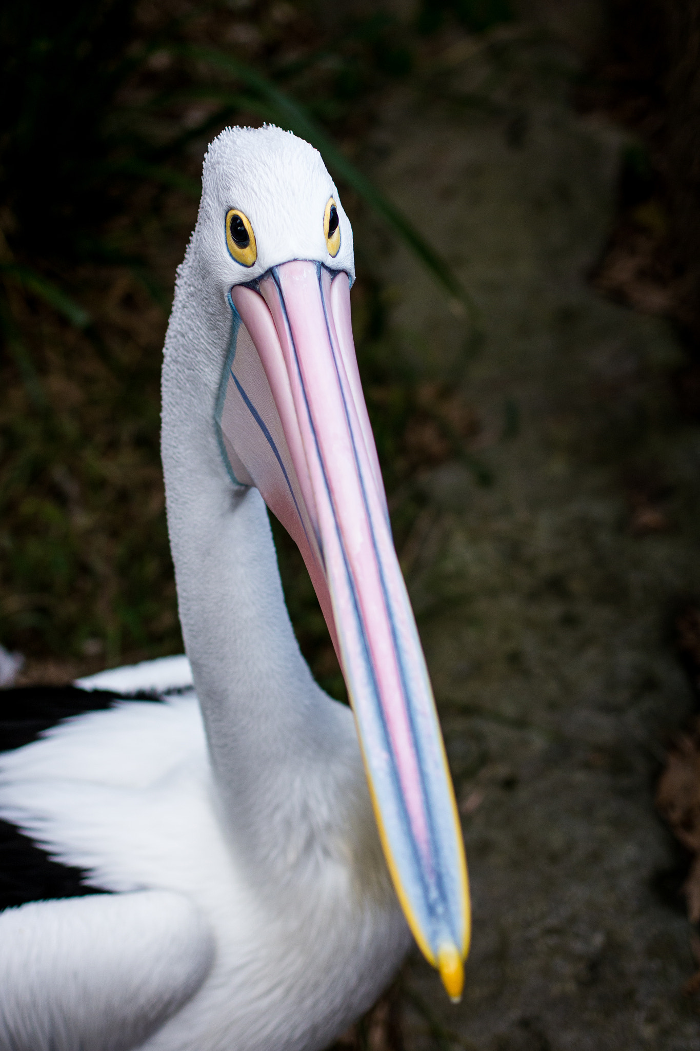 Panasonic Lumix DMC-G5 + Olympus M.Zuiko Digital 45mm F1.8 sample photo. Pelican photography