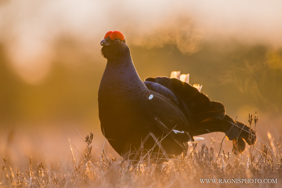 Nikon AF-S Nikkor 300mm F2.8G ED VR II sample photo. Black grouse photography