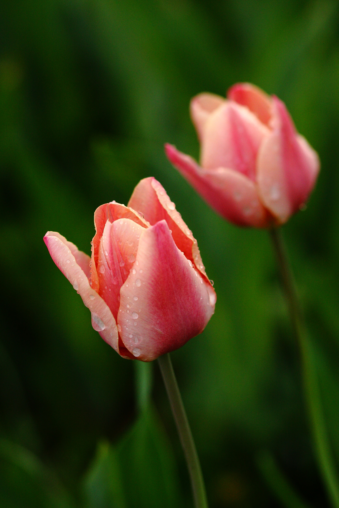 Sigma 105mm F2.8 EX DG OS HSM sample photo. Tulip iii photography