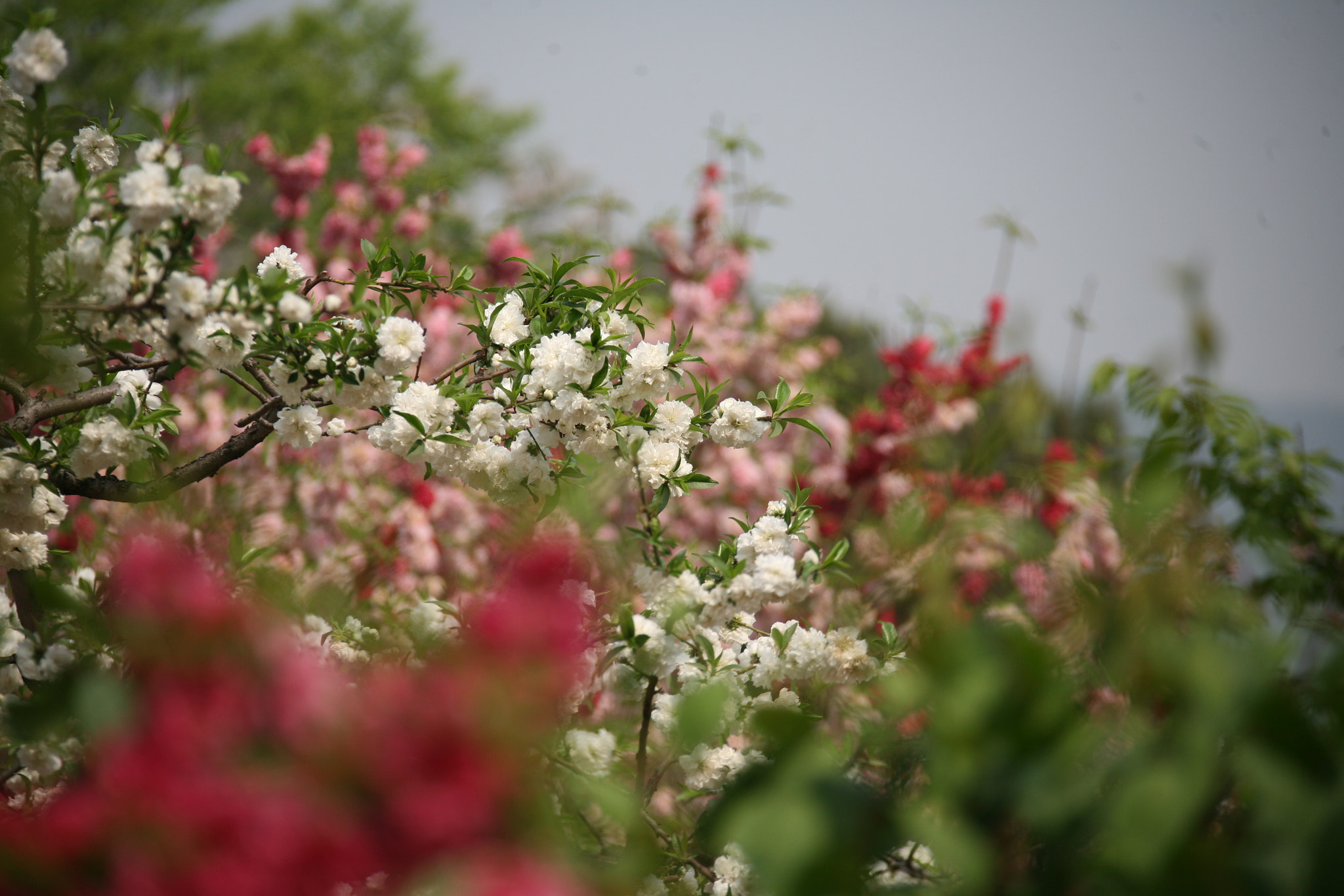 Canon EF 28-300mm F3.5-5.6L IS USM sample photo. 色彩层次 photography
