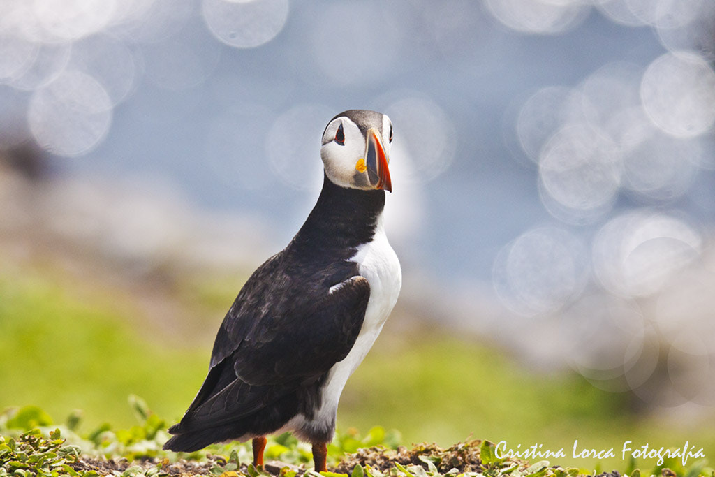Tamron SP 150-600mm F5-6.3 Di VC USD sample photo. Mf photography