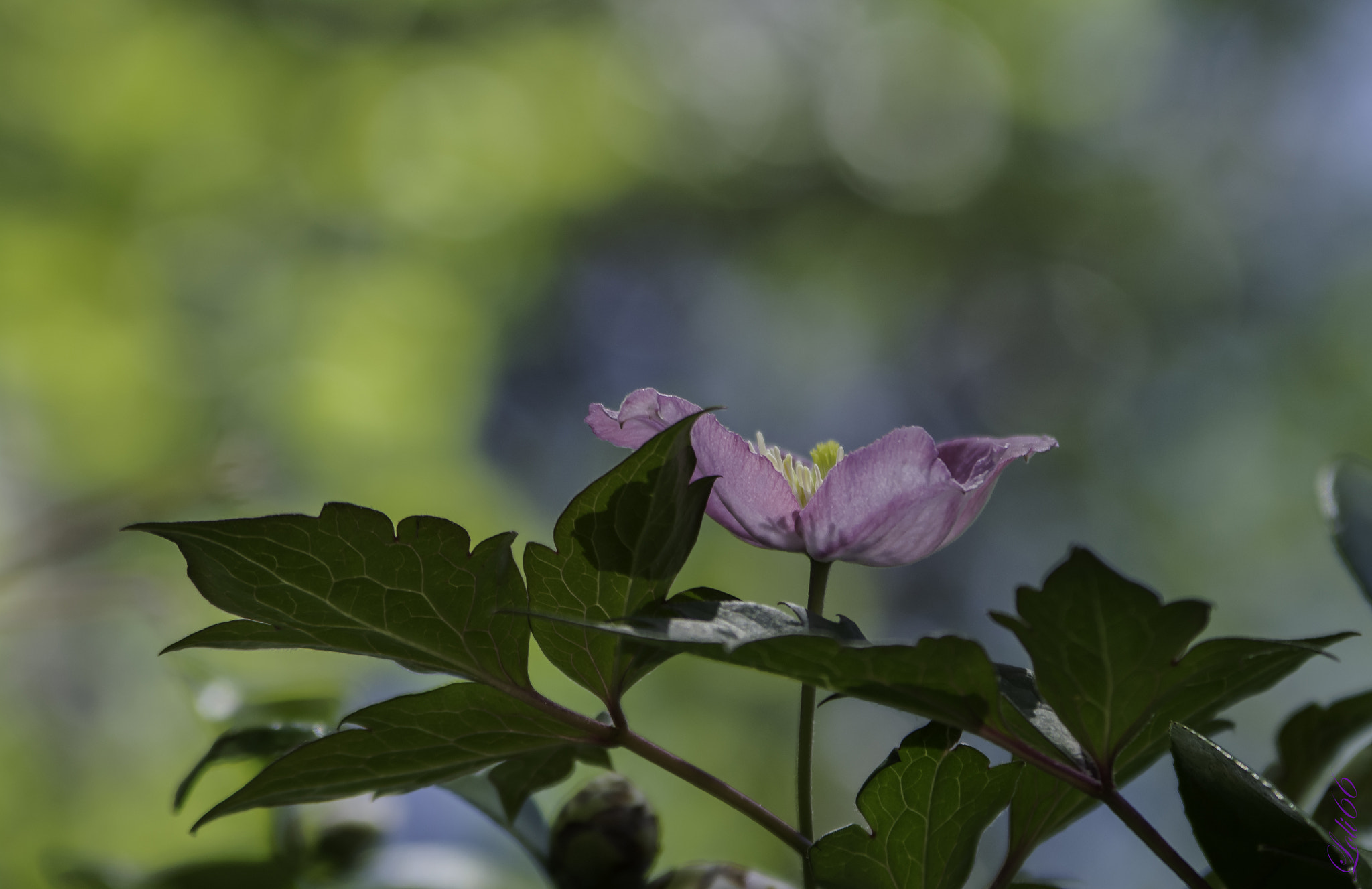 Sigma 70-200mm F2.8 EX DG OS HSM sample photo. Bella photography