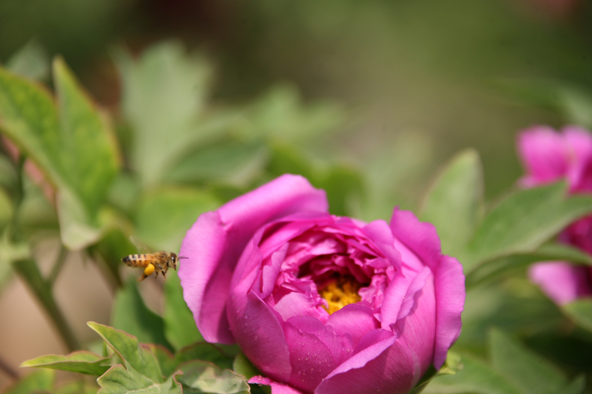 Canon EF 28-300mm F3.5-5.6L IS USM sample photo