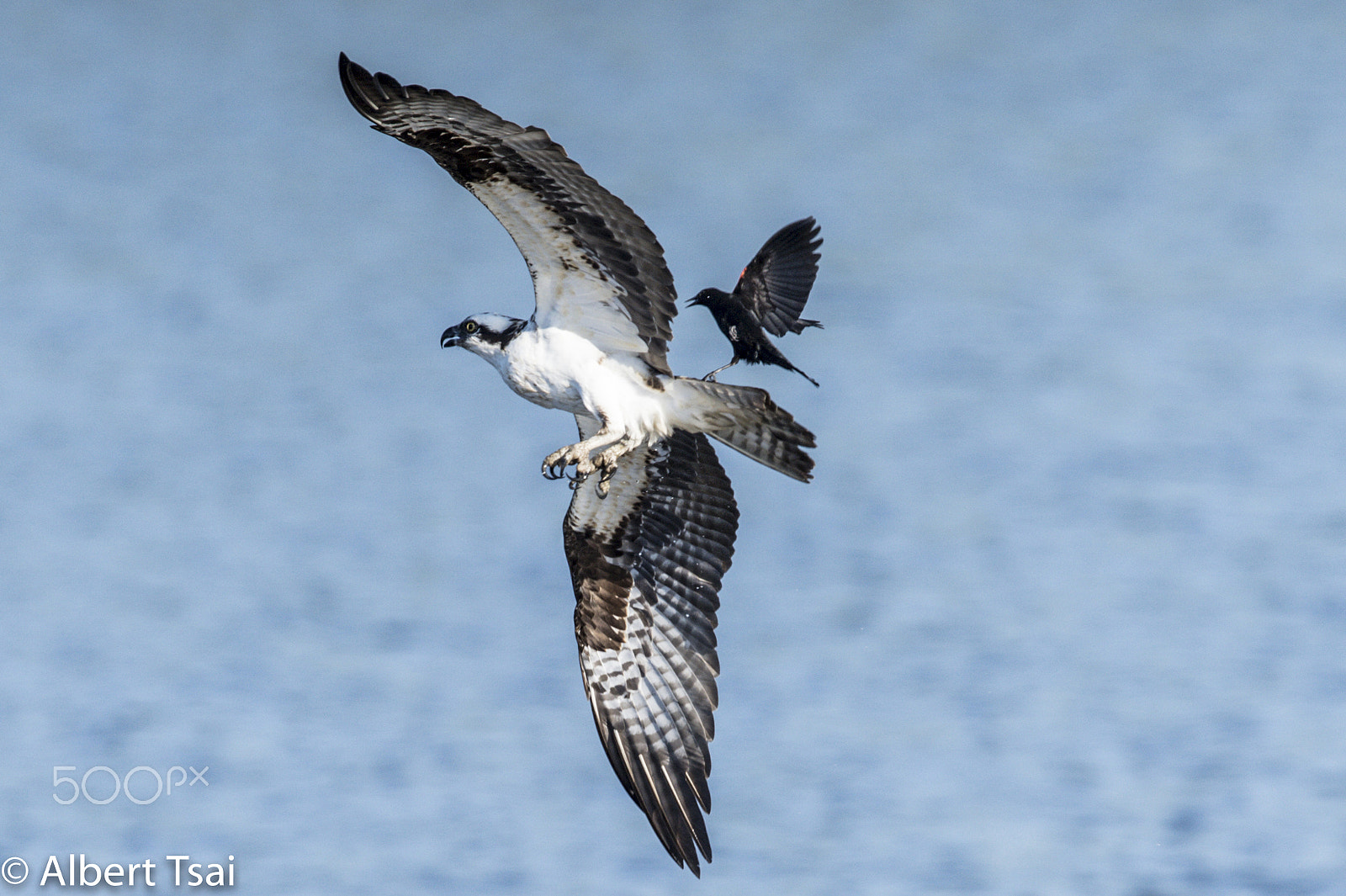 Nikon D4S + Nikon AF-S Nikkor 600mm F4G ED VR sample photo. Osprey fighting black bird photography