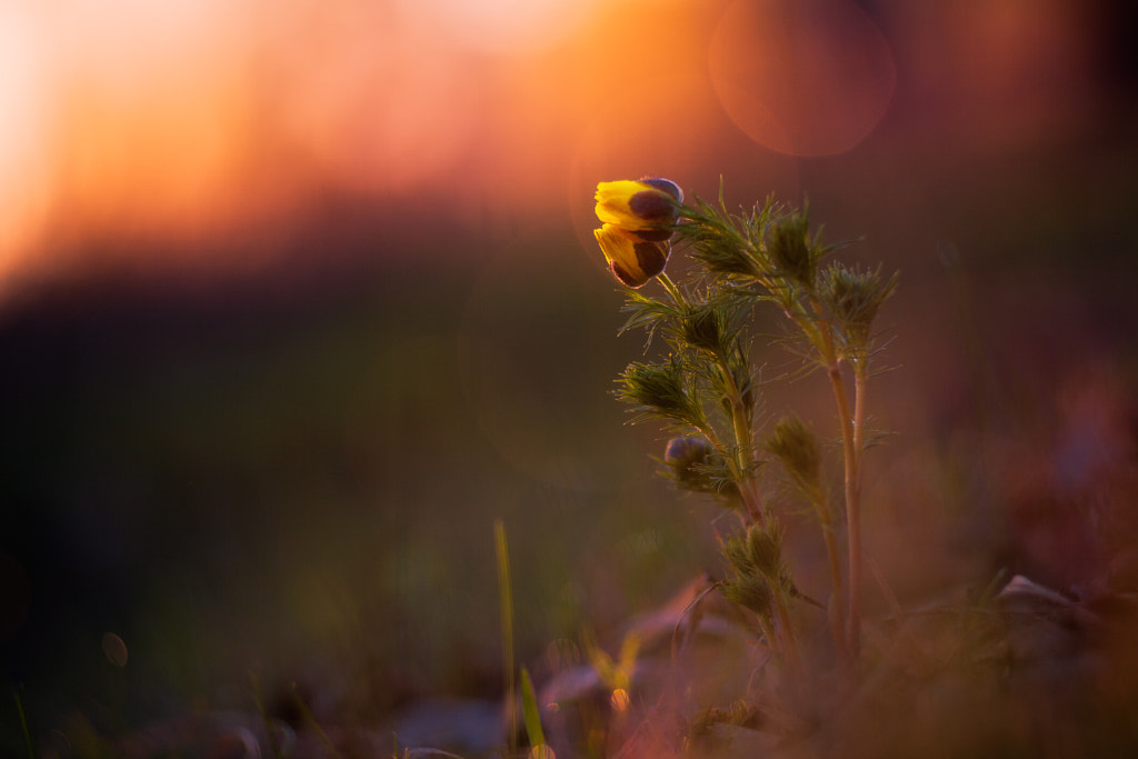 Love is... by Marat Akhmetvaleev on 500px.com