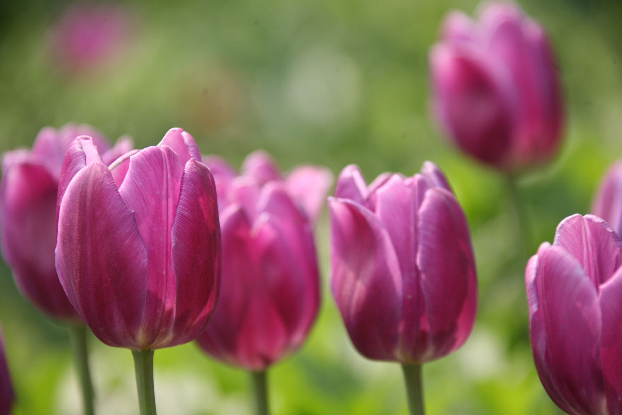 Canon EF 28-300mm F3.5-5.6L IS USM sample photo. Tulip photography