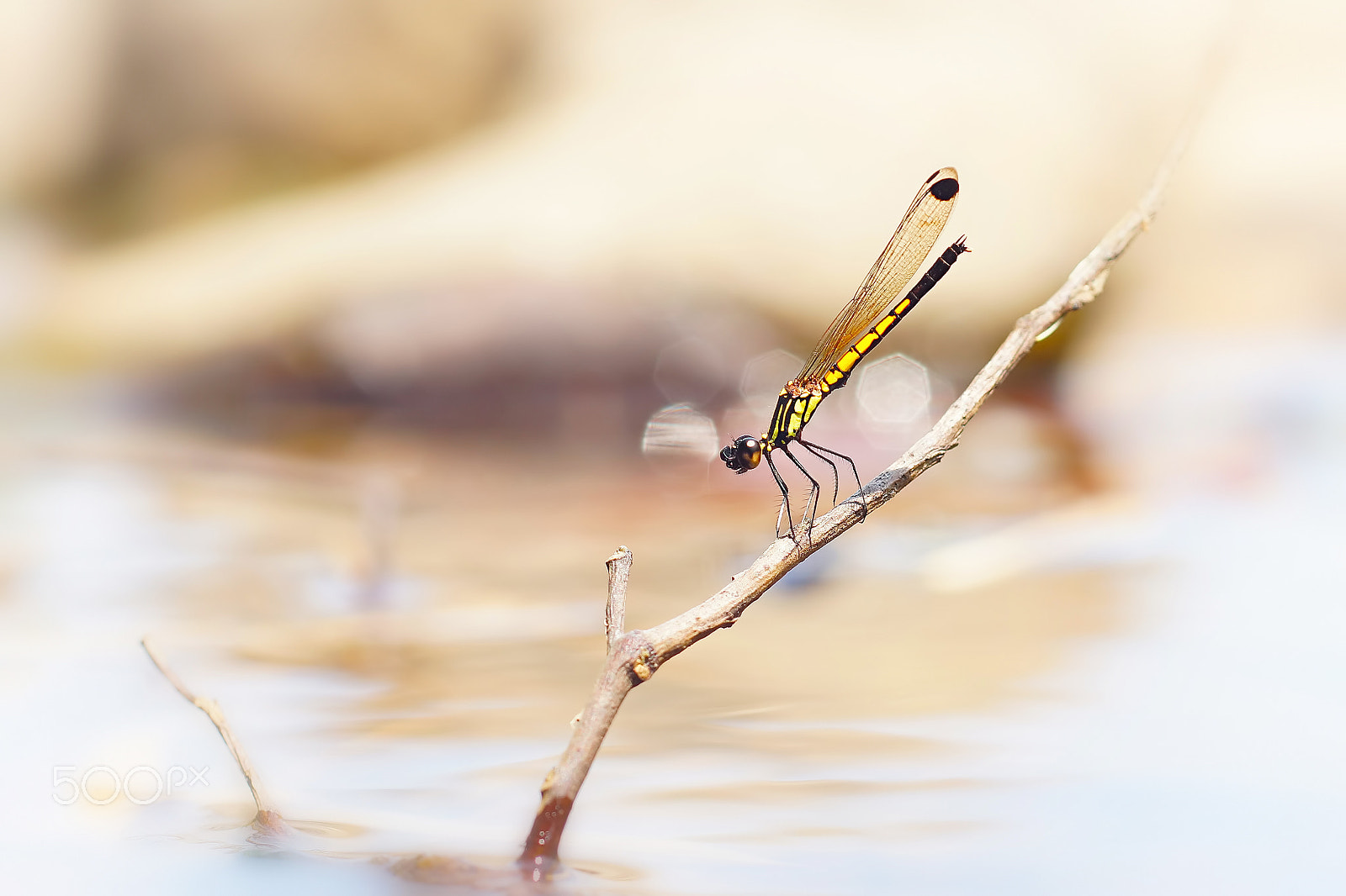 Sony SLT-A65 (SLT-A65V) + MACRO 50mm F2.8 sample photo. Dragonfly yellow photography