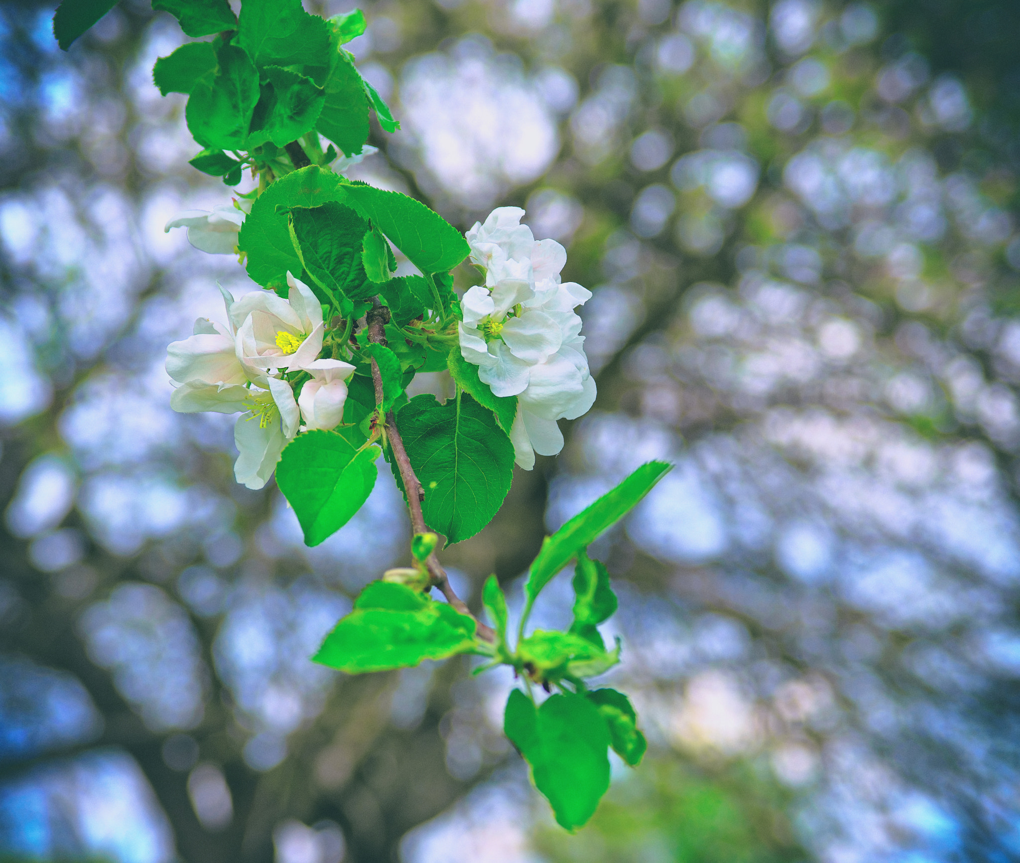 Nikon D800E sample photo. Apple branch- blossoming photography