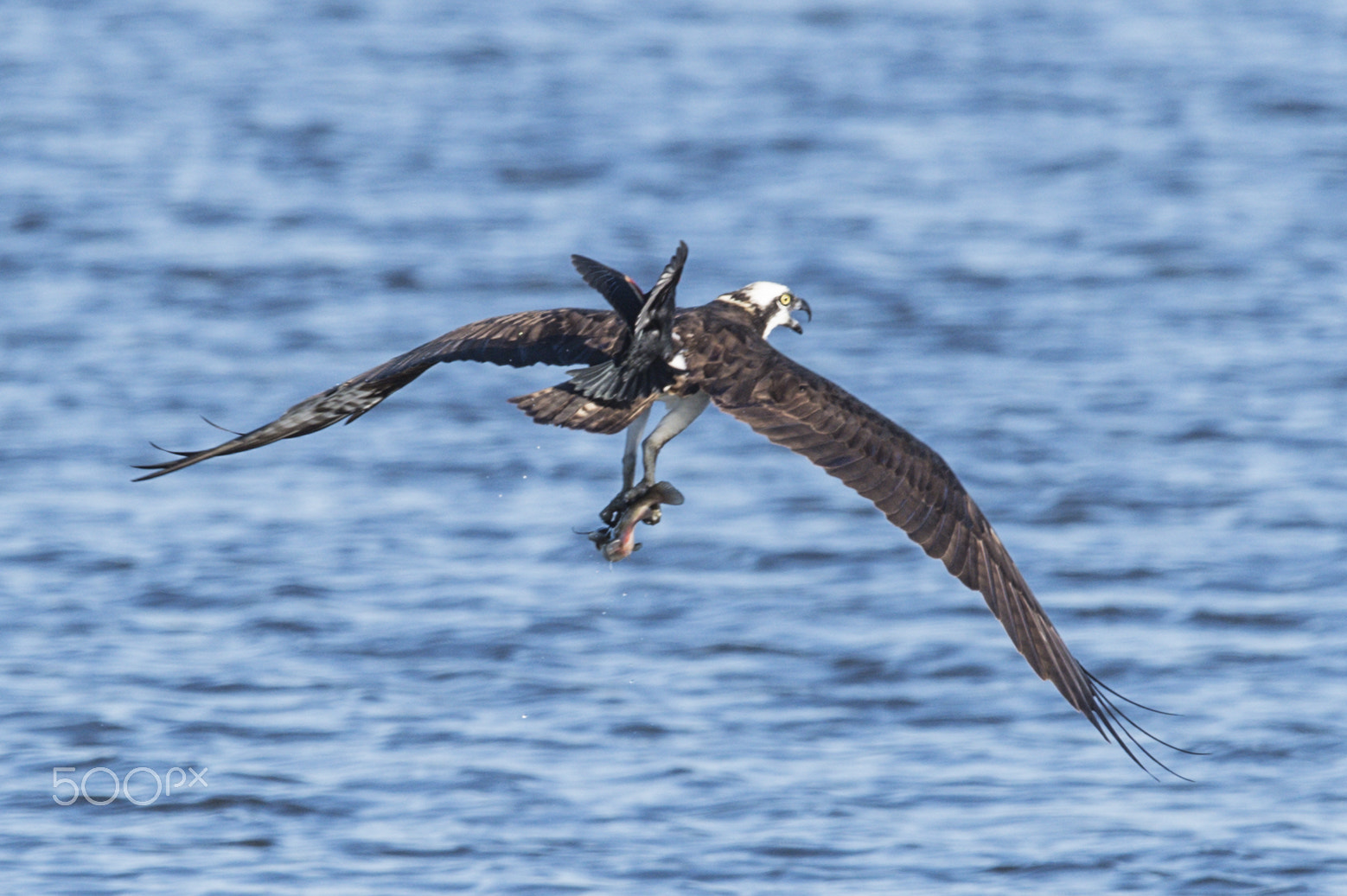 Nikon D4S + Nikon AF-S Nikkor 600mm F4G ED VR sample photo. Food fight photography