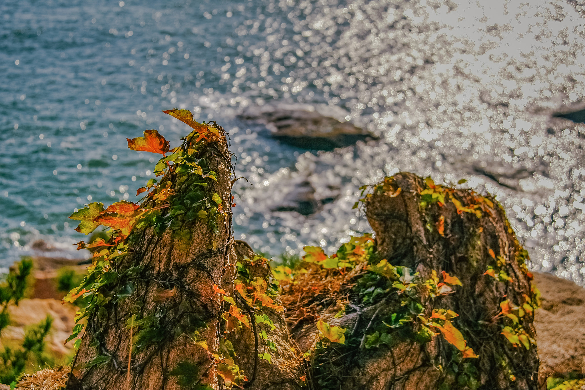 Canon EOS 40D sample photo. Seashore autumn leaves photography