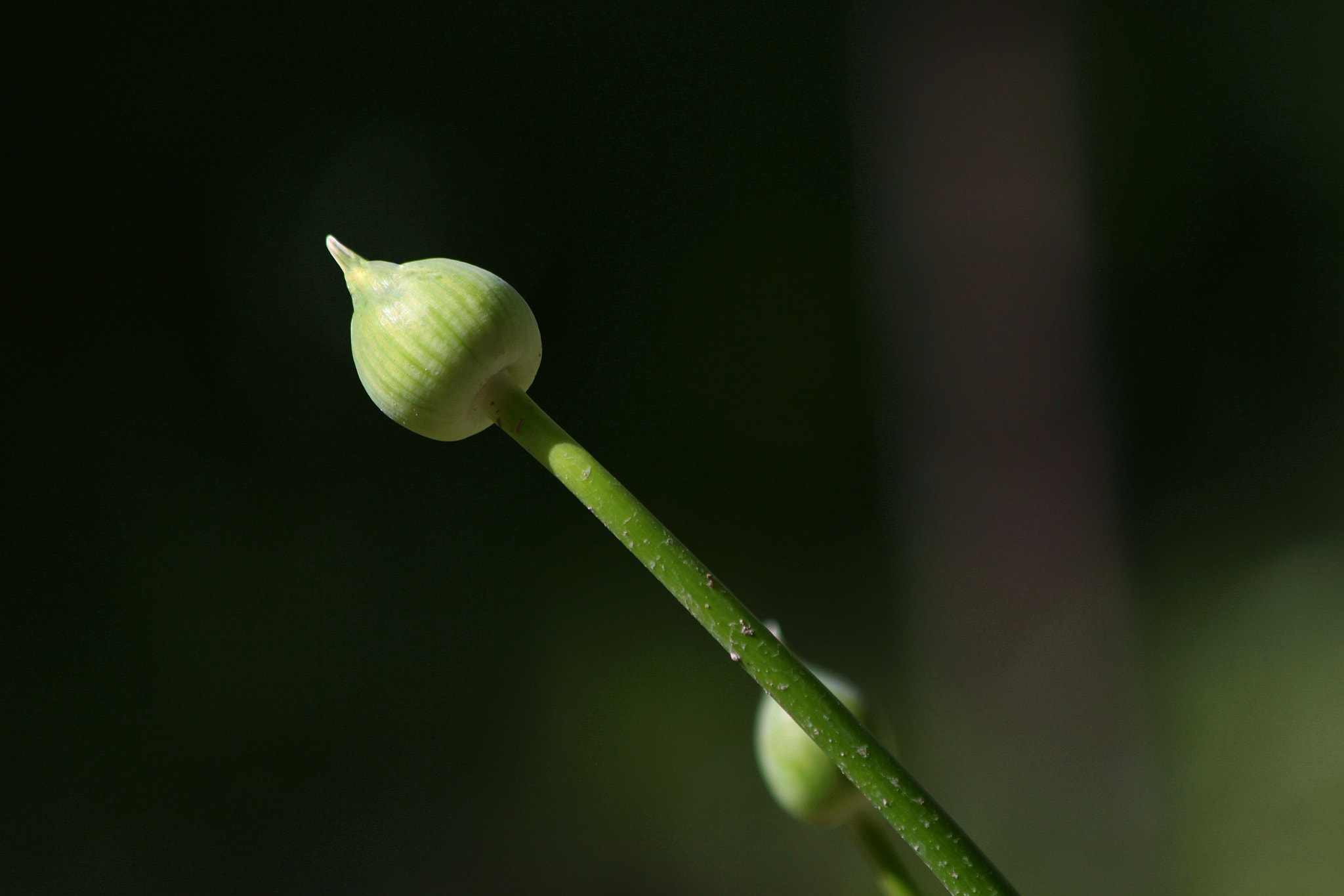 Canon EF 70-300mm F4-5.6 IS USM sample photo. Bud of onion photography