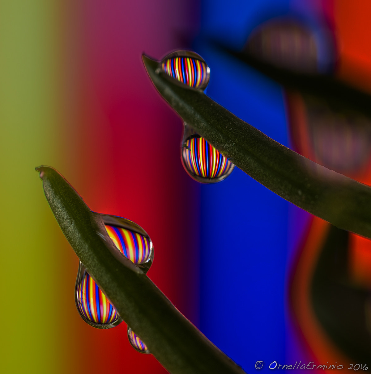 Nikon D810 + Nikon AF Micro-Nikkor 60mm F2.8D sample photo. Non le solite gocce photography