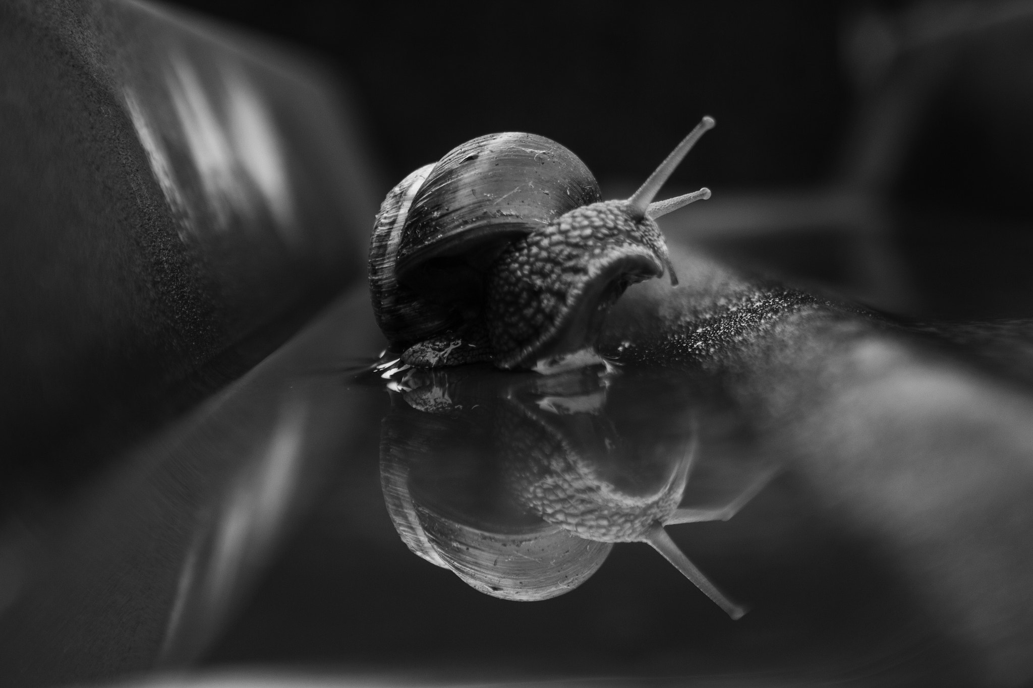 Canon EF-S 18-55mm F3.5-5.6 sample photo. Snail and reflection photography