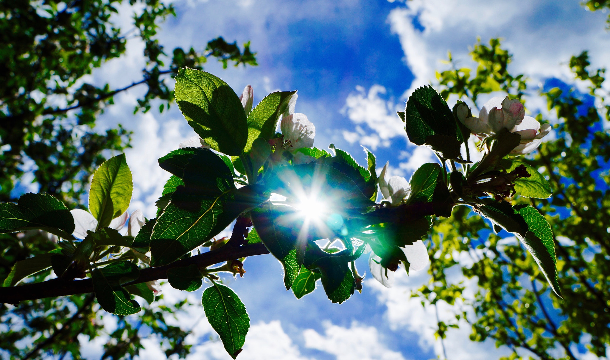 Tamron 18-200mm F3.5-6.3 Di III VC sample photo. #sun photography